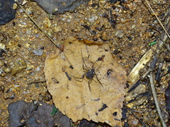 Eucynortula metatarsalis