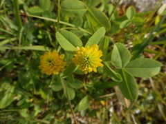 Trifolium badium