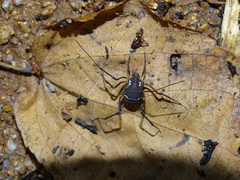 Eucynortula metatarsalis