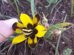 Hesperantha vaginata