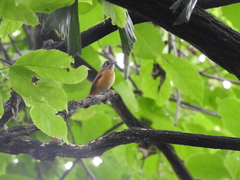 Muscicapa ferruginea