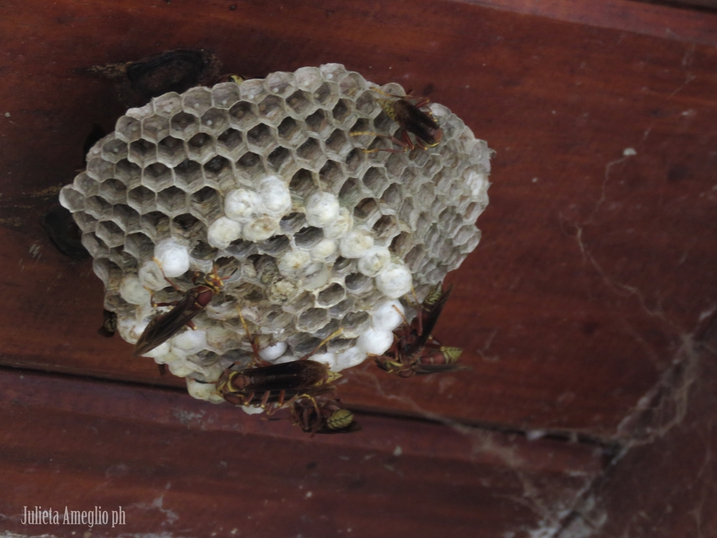 Polistes cavapyta from Funes on November 20, 2022 at 12:58 AM by ...