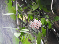 Hoya carnosa