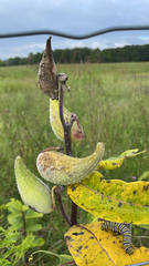 Asclepias syriaca