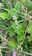 Fallopia convolvulus