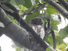 Glaucidium cuculoides