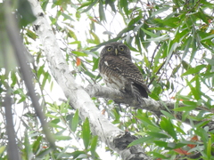 Glaucidium cuculoides