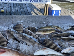 Archosargus probatocephalus