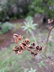 Asphodelus ramosus subsp. distalis image