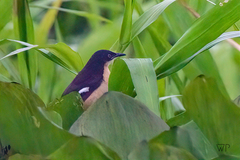 Donacobius atricapilla