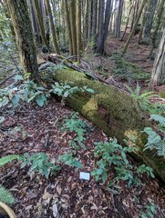 Lactarius argillaceifolius megacarpus