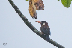 Galbalcyrhynchus leucotis
