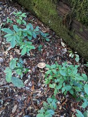 Lactarius argillaceifolius megacarpus