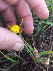 Hesperantha vaginata