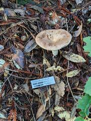 Lactarius argillaceifolius megacarpus