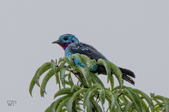 Cotinga cayana