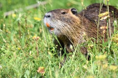 Myocastor coypus