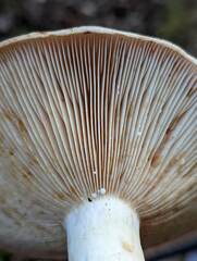 Lactarius argillaceifolius megacarpus