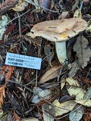 Lactarius argillaceifolius megacarpus