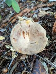 Lactarius argillaceifolius megacarpus