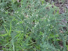 Asparagus