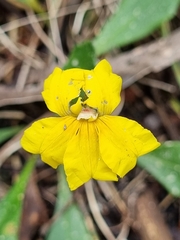 Goodenia lanata