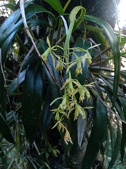 Epidendrum bivalve