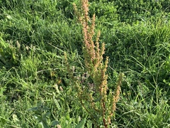 Rumex crispus