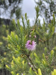 Melaleuca decussata