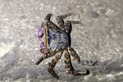 Metopograpsus