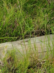 Pseudemoia rawlinsoni