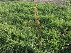 Rumex crispus