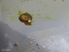 Planorbini