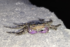 Metopograpsus