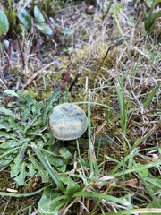 Lactarius aurantiosordidus