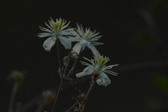 Clematis dioica