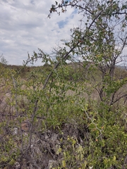 Celtis pallida