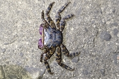Metopograpsus