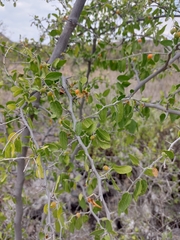 Celtis pallida
