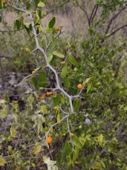 Celtis pallida
