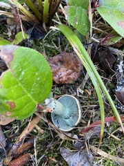 Lactarius aurantiosordidus