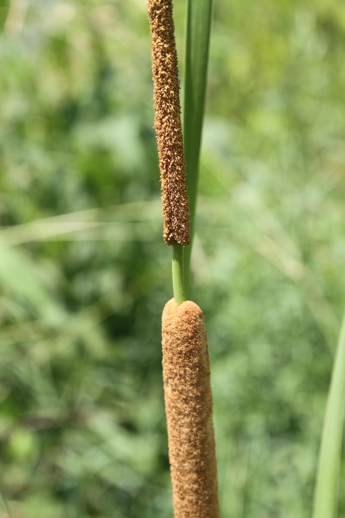 southern cattail (Typha domingensis) - Botanical Realm