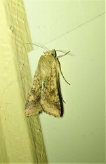 Australothis rubrescens