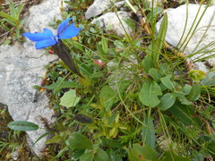 Gentiana bavarica bavarica