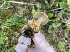 Lactarius aurantiosordidus