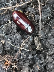 Uloma culinaris