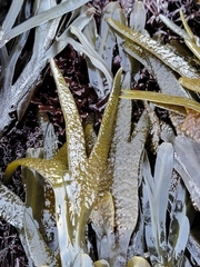 Fucus distichus edentatus