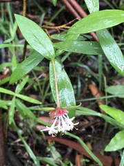 Pimelea ligustrina