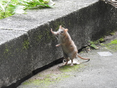 Rattus norvegicus