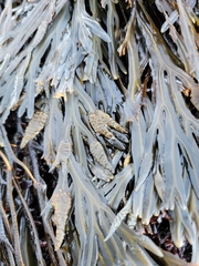 Fucus distichus edentatus
